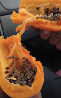 بزرپاپایا