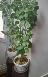گل پدیلانتوس