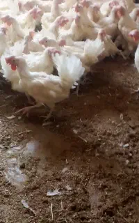 استخدام کارگر اتباع جهت مرغداری