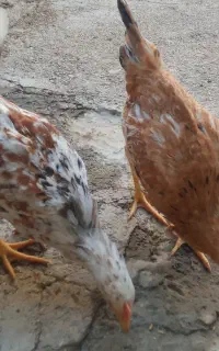 کلشیر