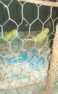 مرغ عشق فروش