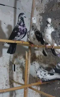 کبوتر کاشان