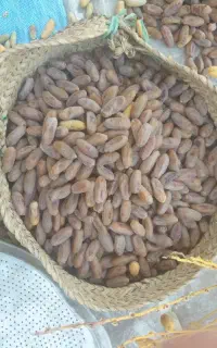 فروش انواع ارقام خرما عمده