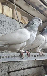 کله دم سبز و سیاه و الماسی و زاغ