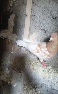 ‌کفتر ماده