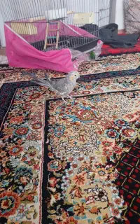 عروس هلندی