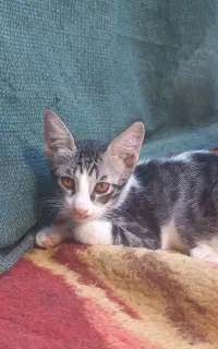 واگذاری رایگان بچه گربه