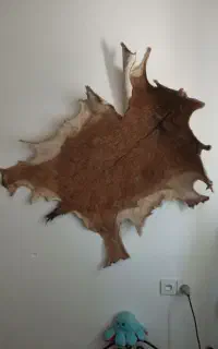 قوچ کوهی خز پوست
