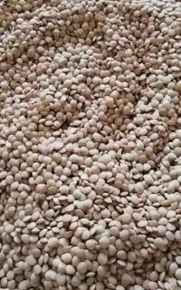 عدس ریز ودرشت  وتره کوهی سبز وتمیز