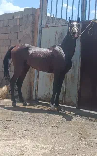 اسب عرب