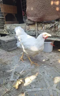خروس ویاندوت سفید و خاص کمیاب