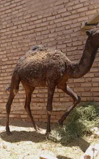 بعلبون