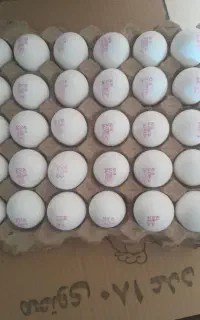 کارگر جهت مرغداری تخمی