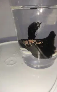 فایتر سامورایی بلک جفت