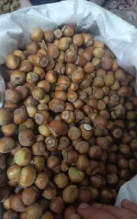 فندوق تازه گیلان ،اشکورات