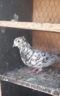 سرور دم سفید نر
