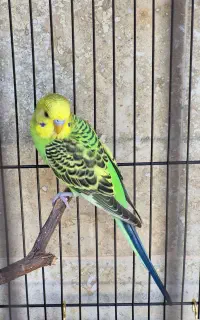جوجه مرغ عشق