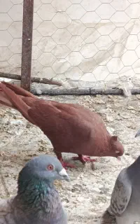 کبوتر