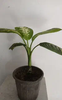 حراج گل دیفن باخیا فیکوس بنجامین