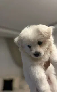 شیتزو تریر باهوش