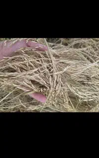 خرید جو وشلتوک هاشمی