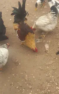 مرغ و خروس