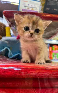 بریتیش های گلد