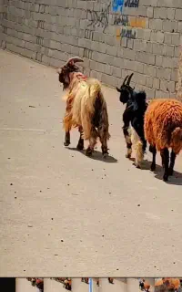 چپش دوسال تخم دار