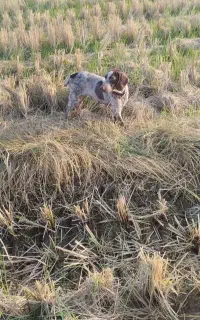 سگ شکاری