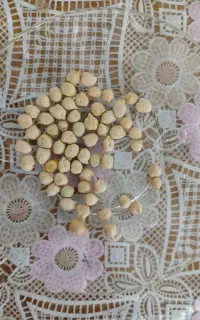 نخود ریز