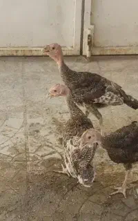 فروش جوجه چهار ماهه بوقلمون