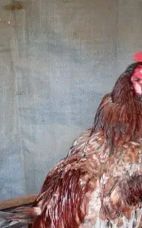 یک عدد خورس معامله باعروس هلندی