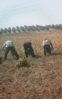 سرکارگرکشاورزی