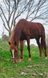 اسب نر ۲/۵ ساله