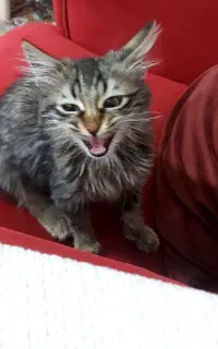 بچه گربه ۴ ماهه