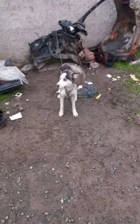 سگ هاستینگ زبان بلد