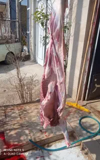 جویای کار قصابی