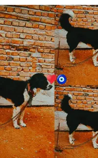 سگ قدریجانی اصیل