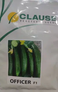 خیار شور بهترین درجه 1آفیسر F1