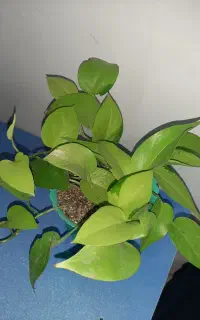 دو نوع پتوس بسیار خوش رنگ