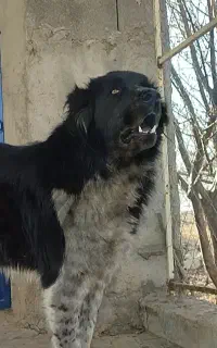 سگ قدرجونی پژدر آلابای سرابی افغان نگهبان