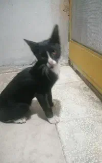 گربه