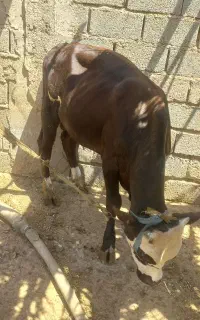 گوساله نر