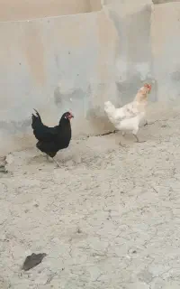 خروس چهل تاج مرغ اردک