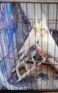 عروس هلندی