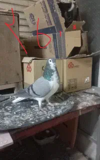 فروش کبوتر