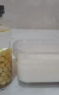 حلزون سالم و بدون خش یا شکستگی لاک