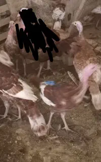 بوقلمون بوربون و جوجه بوقلمون