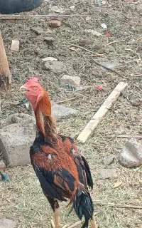 خروس لاری
