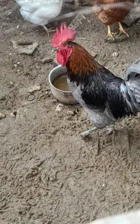 خروس آیسبار
